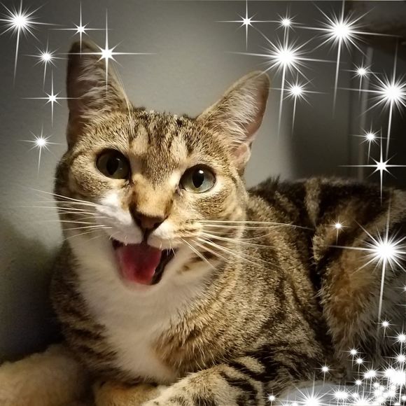 Meet your Posher, Angelia - Picture 1 of 1